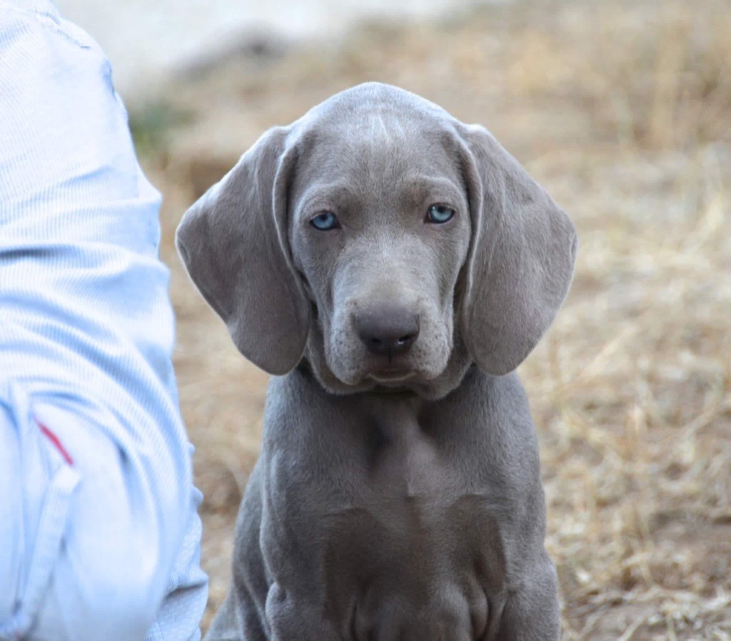 Chiot disponible après désistement 