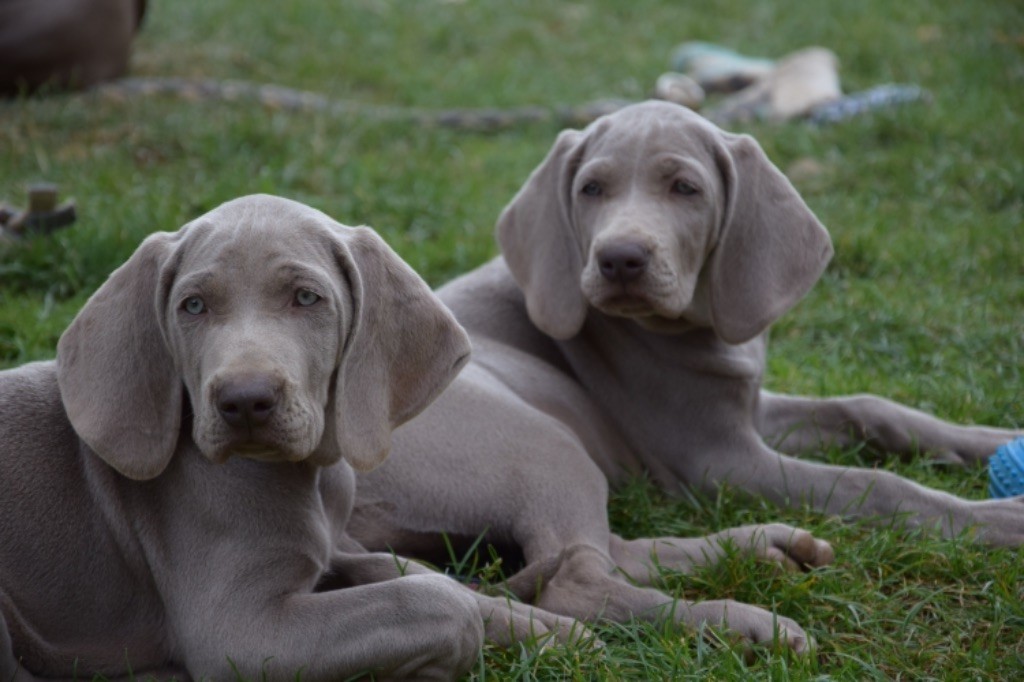 de la Motte aux Rochers - Naissance de nos chiots le 17 juillet