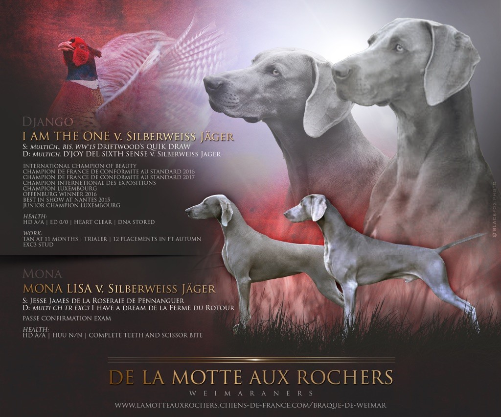 de la Motte aux Rochers - Naissance de 5 chiots mâles à la Motte aux rochers